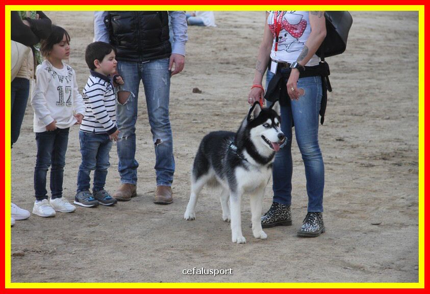 180311 mostra_canina 031.jpg